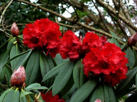 Rhododendron "taurus"