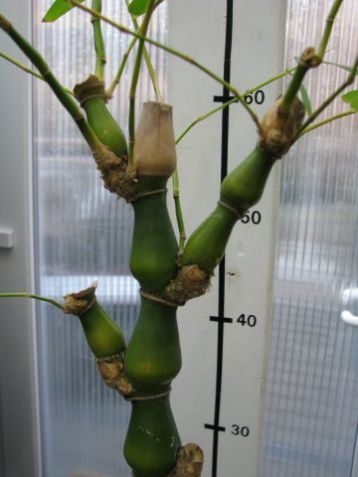 Bambusa ventricosa - soudkovitý bambus