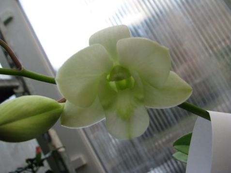 Dendrobium hybrid no.9