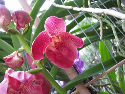 Vanda hybrid no.7