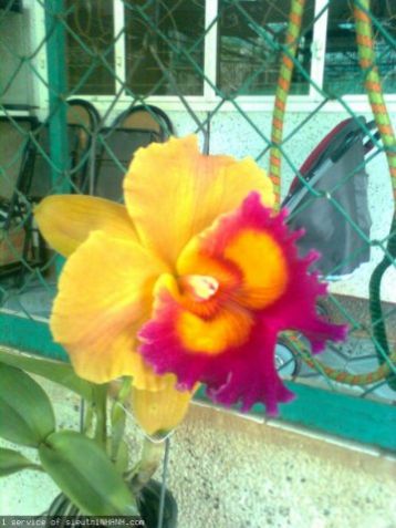 Cattleya "thong supan"