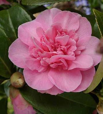 Camellia williamsii "debbie"