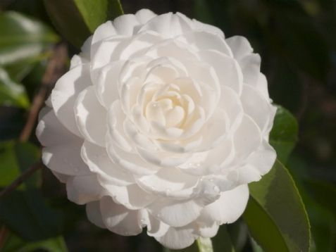 Camellia "madame victor de bisschop alba" - kamélie