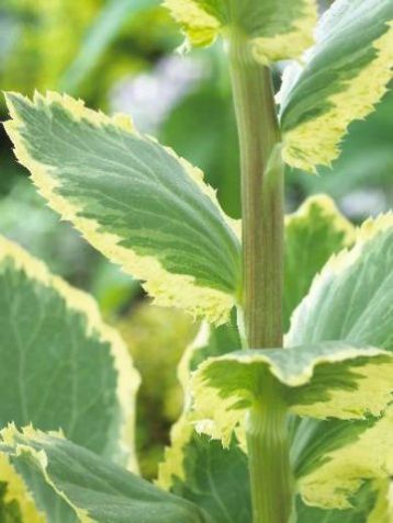 Eryngium "sunny jackpot"