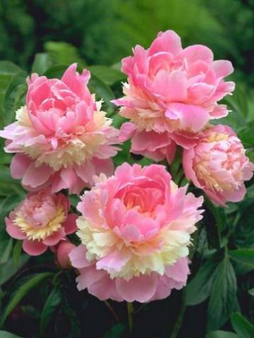 Paeonia lactiflora "sorbet" - pivoňka