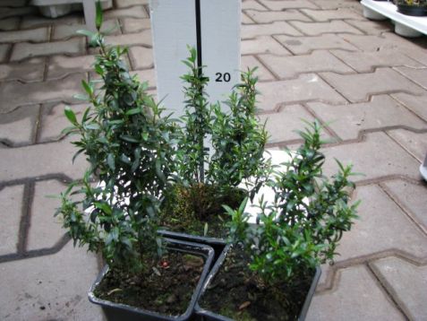 Myrtus communis