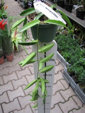 Hoya wayetii