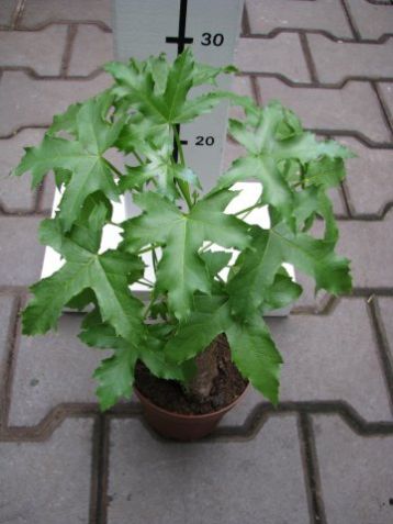 Cussonia natalensis