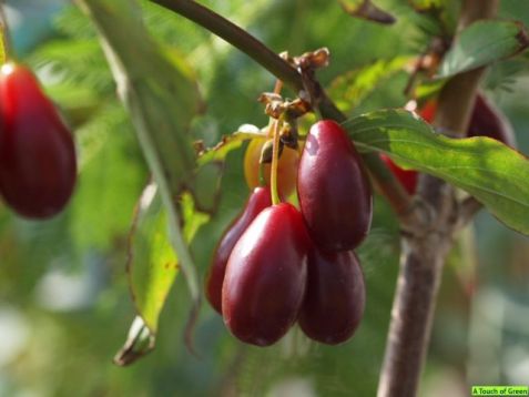 Cornus mas "pioneer"