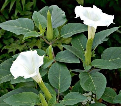 Datura metel