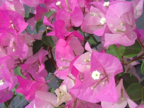 Bougainvillea "imperial thai delight" - bugenvilea