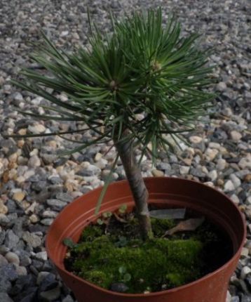 Pinus sylvestris "hillside creep"