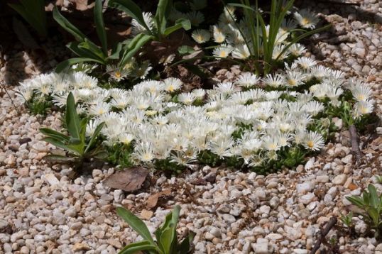 Delospermum "white nugget"