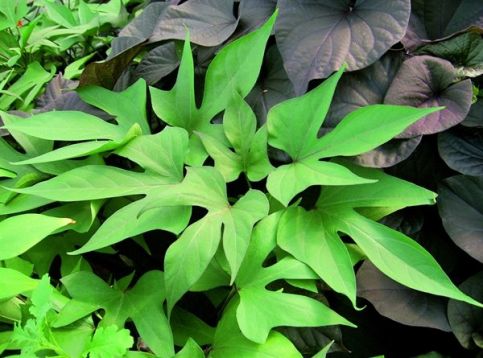Ipomea batatas "autumn" - batát
