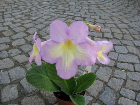 Streptocarpus "emily"