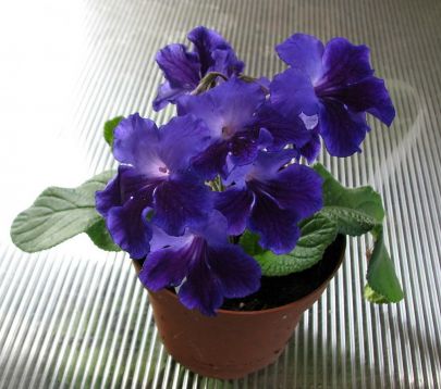 Streptocarpus "bristol"s paw print"