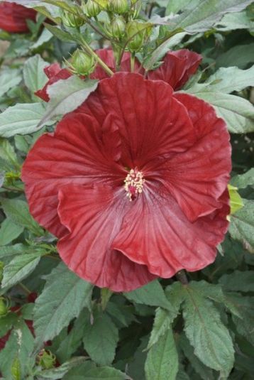 Hibiscus moscheutos "cranberry crush" - ibišek bahenní