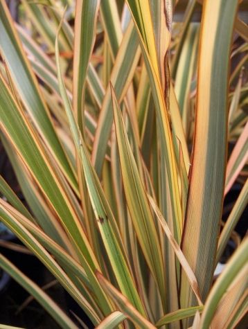 Phormium tenax "golden ray"