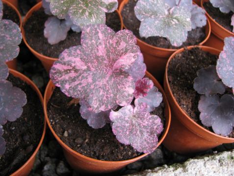Heuchera "midnight rose" - dlužicha