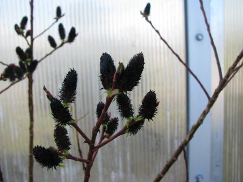 Salix melanostachys - černá kočička