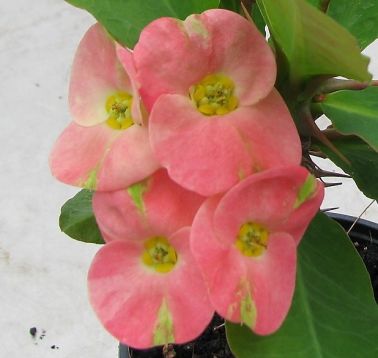 Euphorbia millie "rung jarern sab"