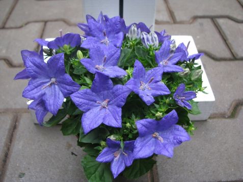Campanula isophylla "napoli" - zvonek stejnolistý, ženich