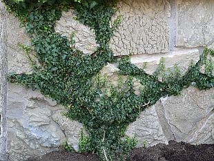Hedera helix "spetchley"