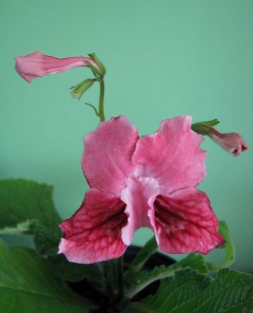 Streptocarpus "alla"