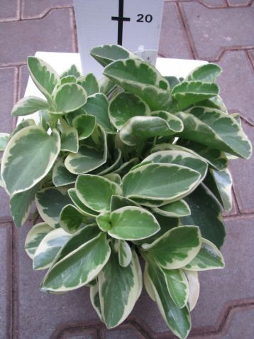 Peperomia variegata obtusa