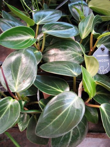 Peperomia maculosa "smaragd" - pepřinec