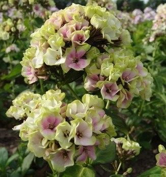 Phlox paniculata "sherbet blend"