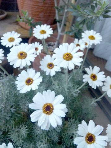 Leucanthemum "african eyes" - kopretina