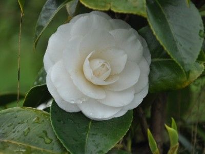 Camellia "janet waterhouse"