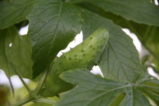 Cyclanthera pedata - ačokča, incká okurka