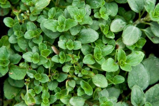 Origanum vulgare "compacta nana" - dobromysl s vůní majoránk