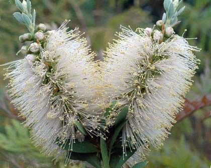 Callistemon citrinus white - štětičkovec bílý