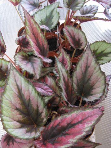 Begonia rex "red tango" - begonie listová královská