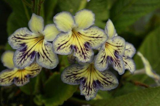 Streptocarpus "seren"