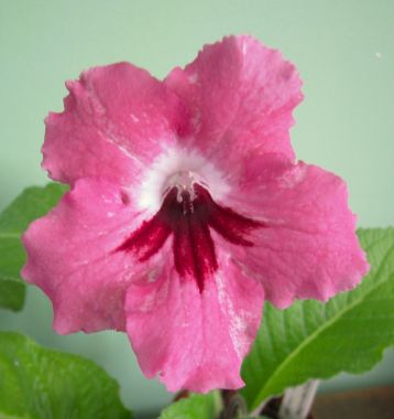 Streptocarpus "megapolis"