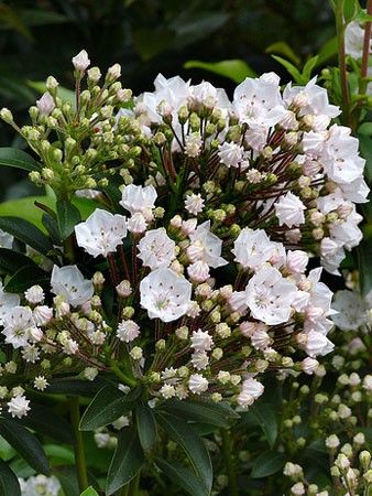 Kalmia latifolia "elf" - kalmie