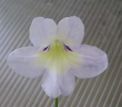 Streptocarpus "bristol´s psychedelic sun"
