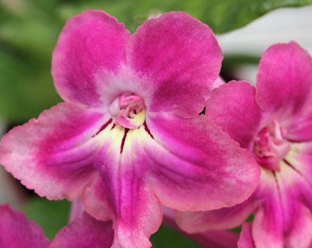 Streptocarpus "saamskije skazki"