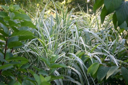 Miscanthus "cosmopolitan"