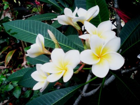 Plumeria alba