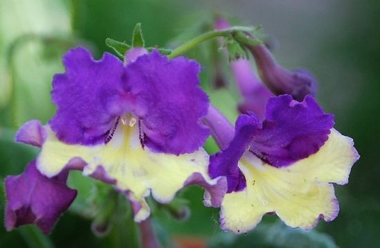 Streptocarpus "silvia / fluffy frills"