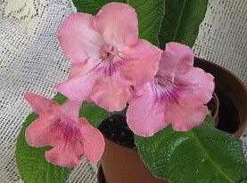 Streptocarpus "cream de rose"