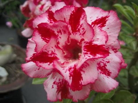 Adenium obesum "chote rassamee"