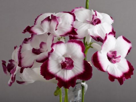 Streptocarpus "flirt"