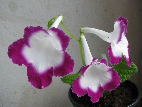 Streptocarpus "rose halo"