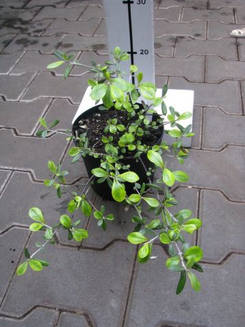 Corokia virgata "sunsplash"